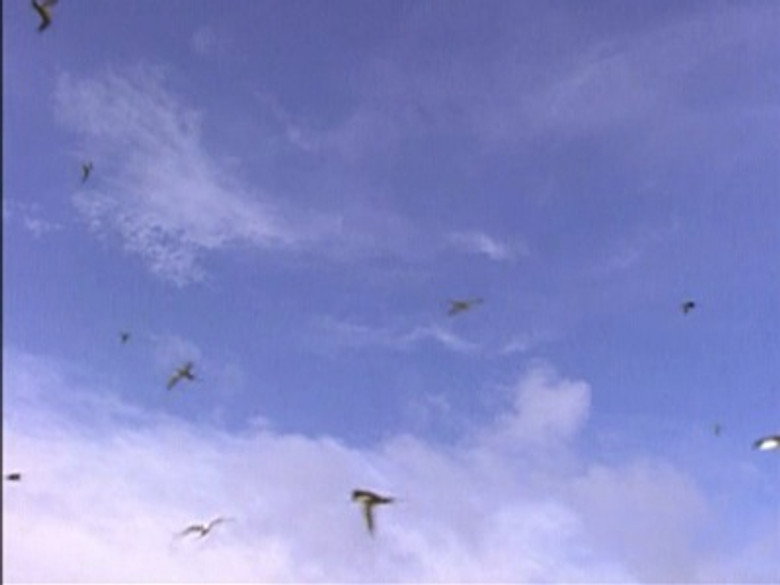 Still from The Life of Birds - Season 1 Episode 1
