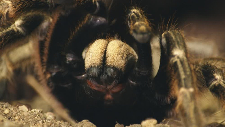 Still image for Deadly Hunters season 1 episode 3: Small but Deadly Still image for Deadly Hunters season 1 episode 3: Small but Deadly