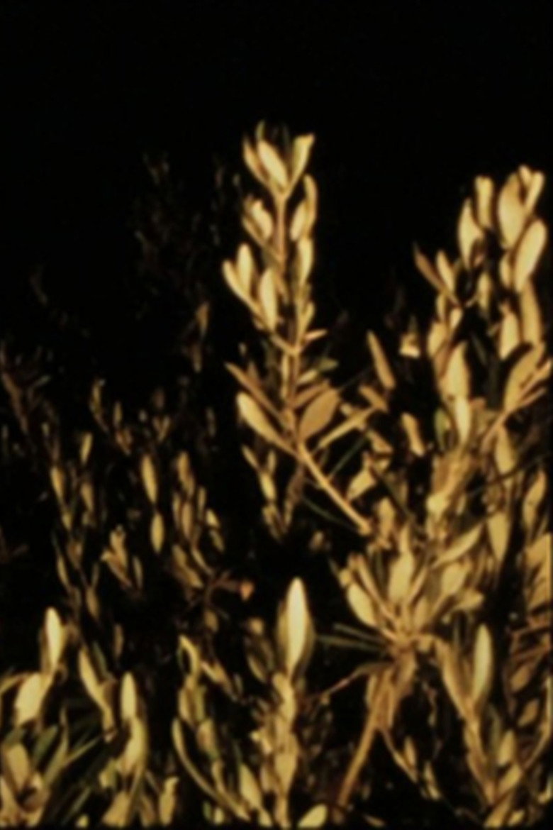 Imatge de A Tama for Ektachrome