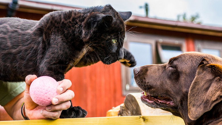 Still image for Big Cats About The House season 1 episode 2: Episode 2 Still image for Big Cats About The House season 1 episode 2: Episode 2