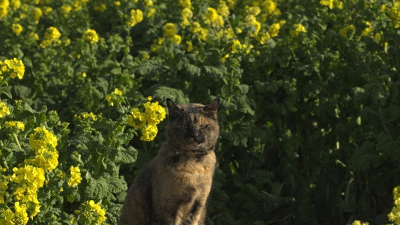 Still image for Mitsuaki Iwago's World “Cats” Travelogue season 1 episode 111: Aichi Still image for Mitsuaki Iwago's World “Cats” Travelogue season 1 episode 111: Aichi