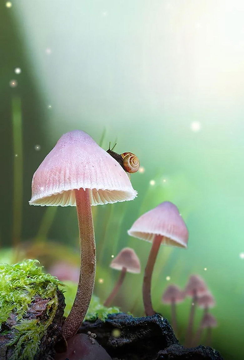 Imatge de Fungi: The Web of Life