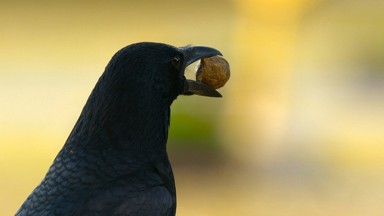 Still from The Secret Lives of Animals - Season 1 Episode 5