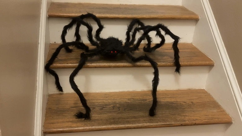 Superficial Survey of a Spider backdrop