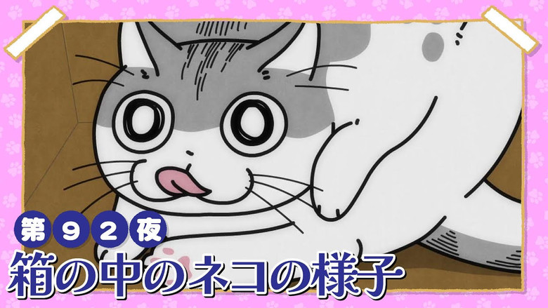 Still image for Nights with a Cat season 1 episode 92: Night 92: What's the Cat Doing Inside the Box?