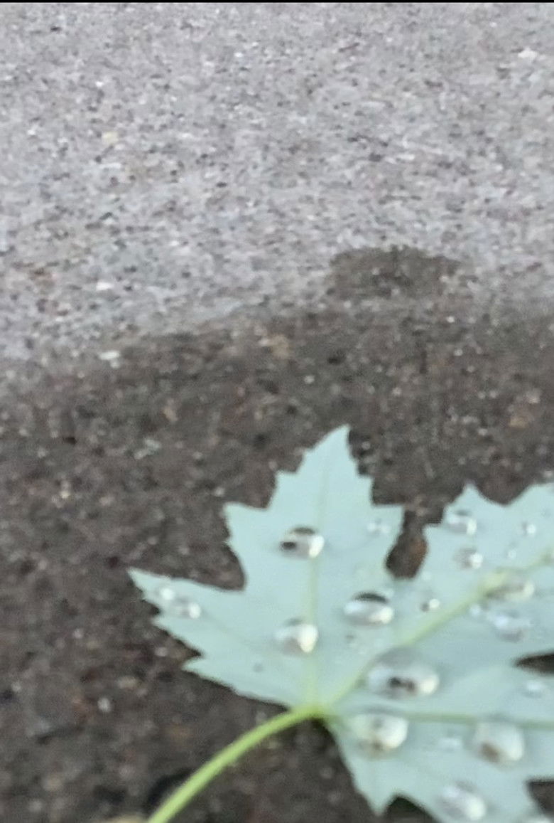 Imatge de a walk amongst the leaves