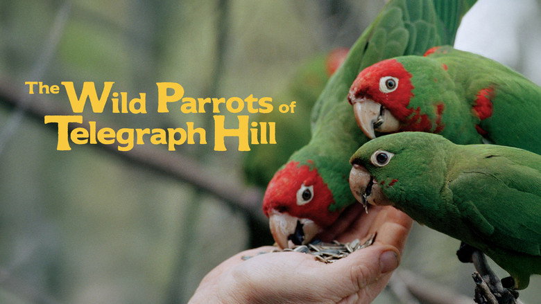 The Wild Parrots of Telegraph Hill Photo 4