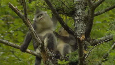 Still image for Untamed China season 1 episode 1: Kingdom of Animals