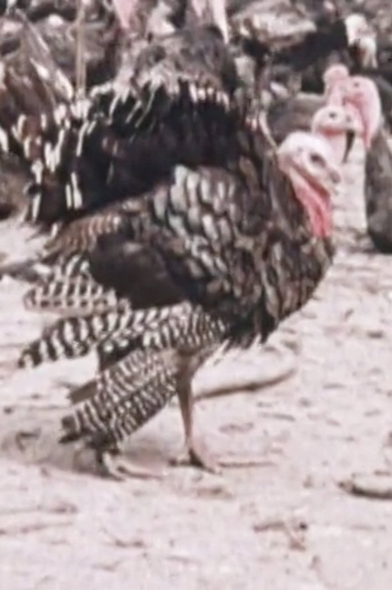 One Turkey, Two Turkey background