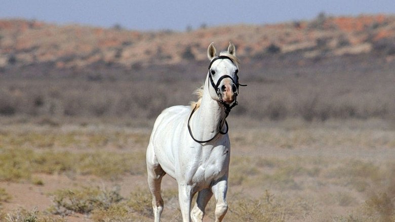 Download Now Tornado and the Kalahari Horse Whisperer (2009) Movie Full Blu-ray 3D Without Downloading Online Stream