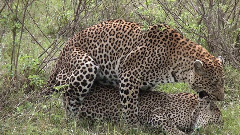 Imatge de Faszination Afrika