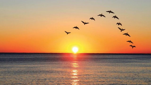 Still image for The National Geographic Guide to Birding in North America season 1 episode 11: Essentials of Bird Migrations