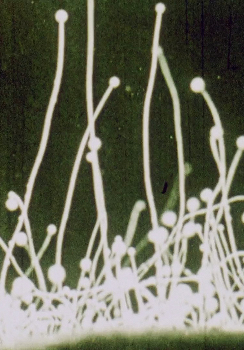 Imatge de Discoveries on the Forest Floor 1-3