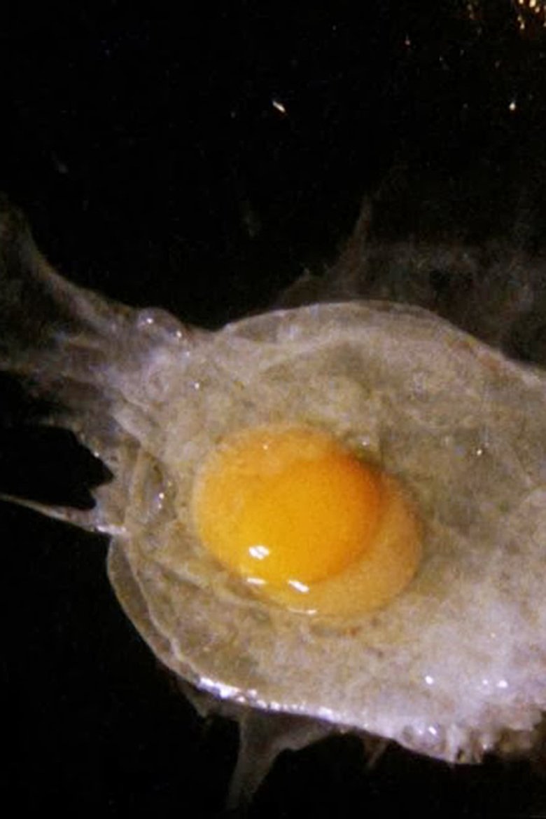 Fried Egg main poster