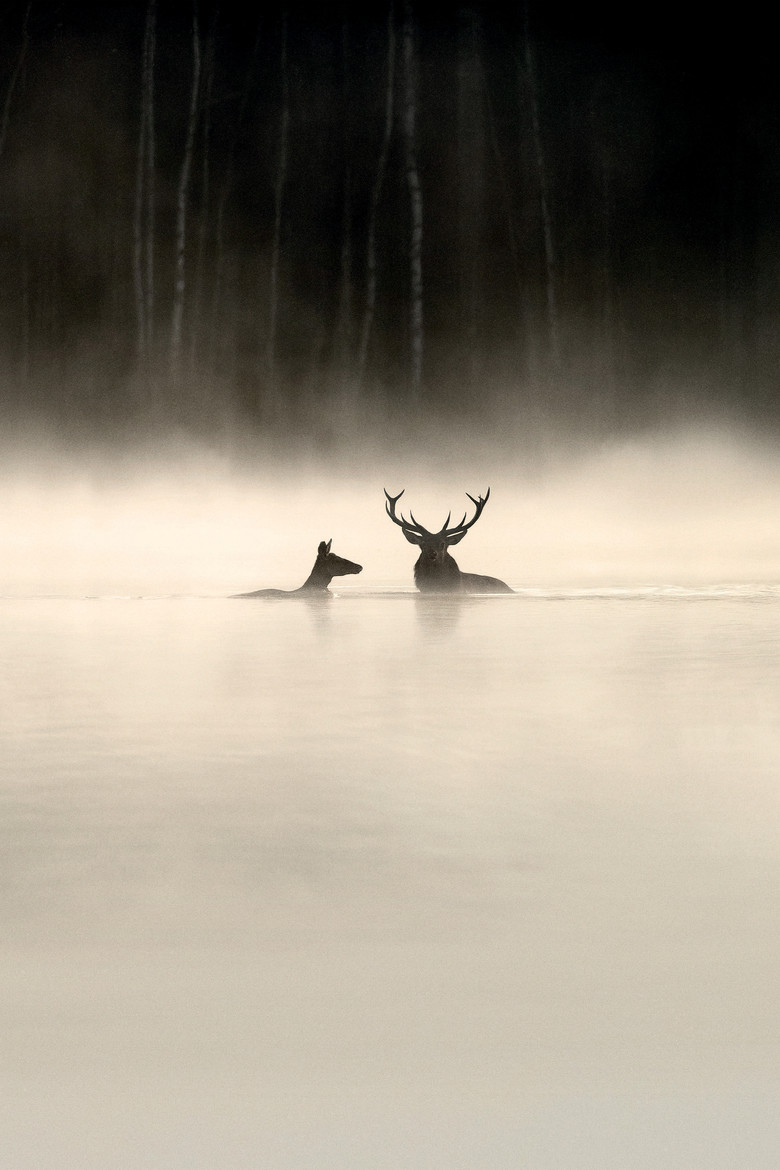 Imatge de Le Chant des forêts