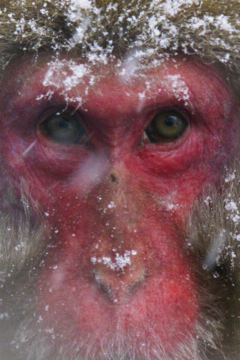 Imatge de Mighty Monkeys