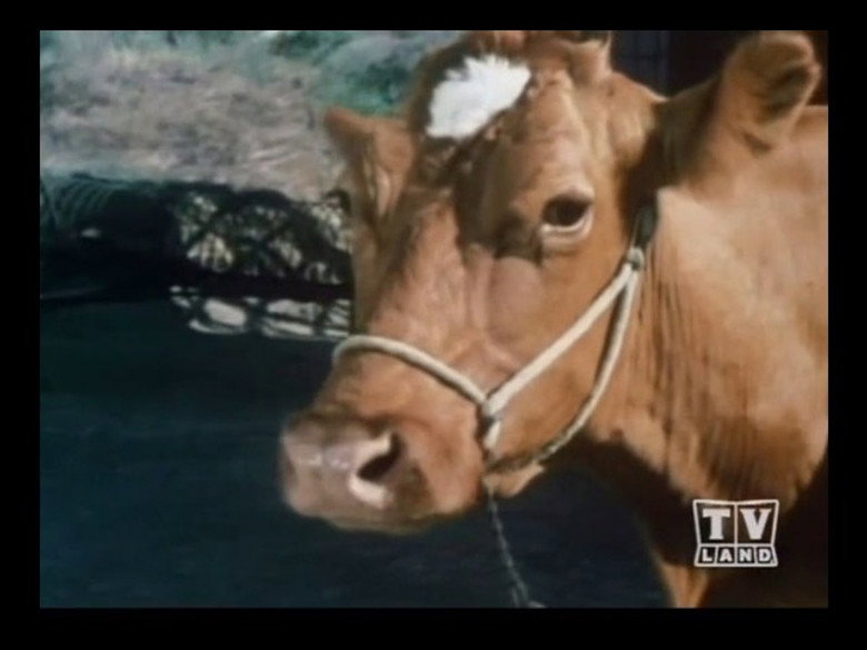 Still from Lassie - Season 19 Episode 24