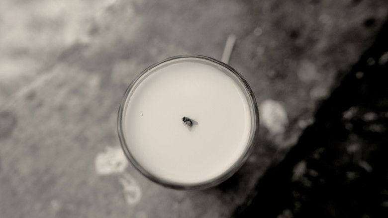 Imatge de A Fly Floating In The Midst Of The Milk