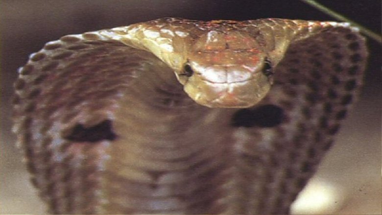 National Geographic : Cobras souverains de l'inde movie poster