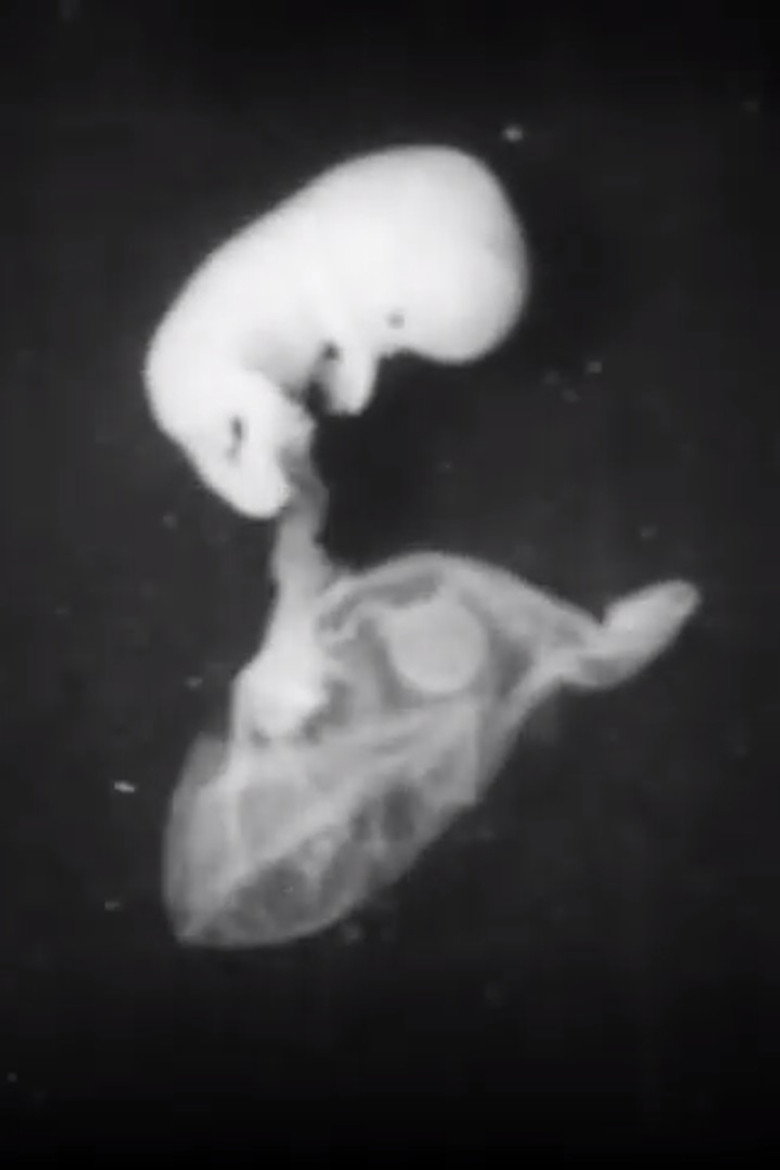 Early Human Fetal Activity background