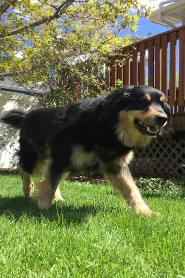 Imatge de Summer of Dog