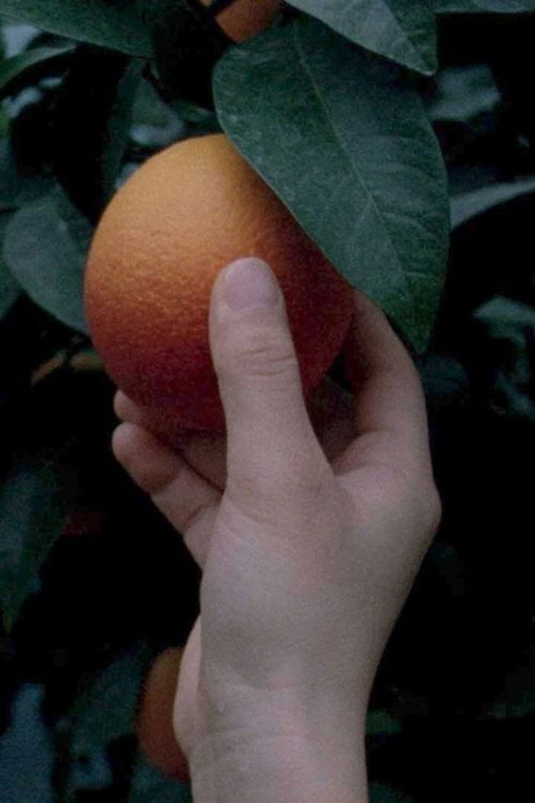 Imatge de An orange is not a fish