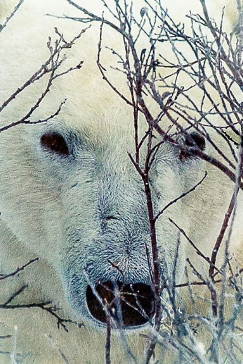 Imatge de Where the Polar Bears Wait