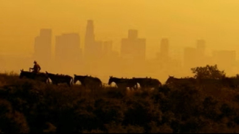 100 Mules Walking The Los Angeles Aqueduct