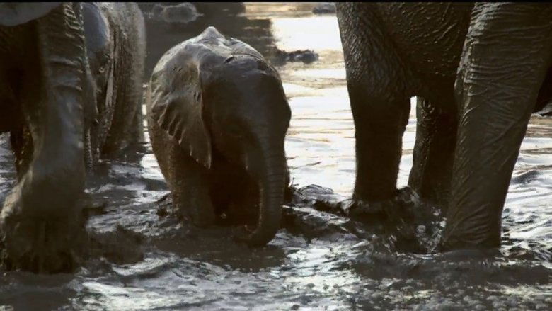 Still image for If I Were an Animal season 1 episode 25: If I Were an Elephant Still image for If I Were an Animal season 1 episode 25: If I Were an Elephant