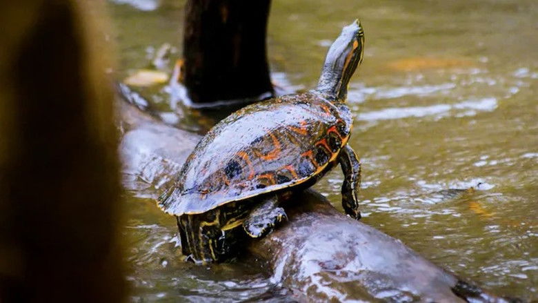 Still image for Jonahs dyreverden season 1 episode 3: Episode 3