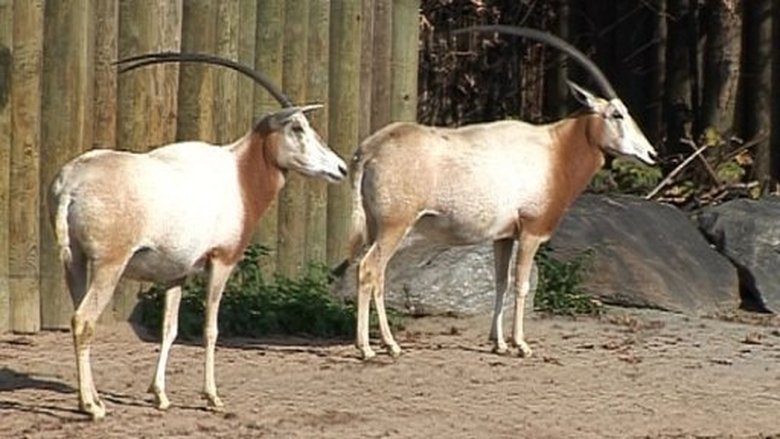 Přežili rok 2000 Sezóna 1 Epizoda 10 bombuj