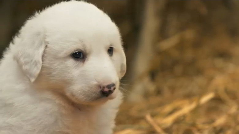 Still image for If I Were an Animal season 1 episode 1: If I Were a Great Pyrenees Still image for If I Were an Animal season 1 episode 1: If I Were a Great Pyrenees