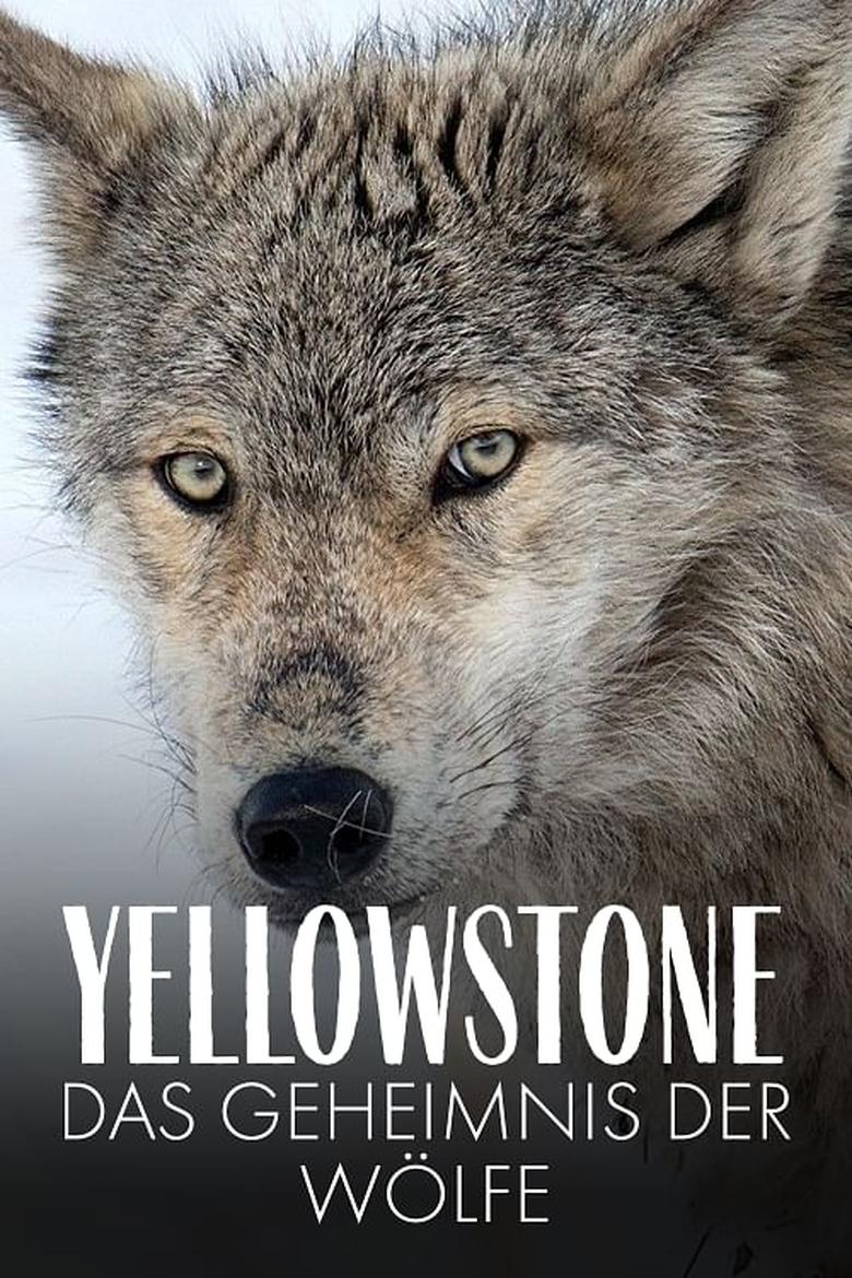 Yellowstone: The Mystery of the Wolves main poster