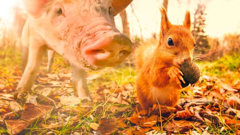 La vie secrète des animaux du village