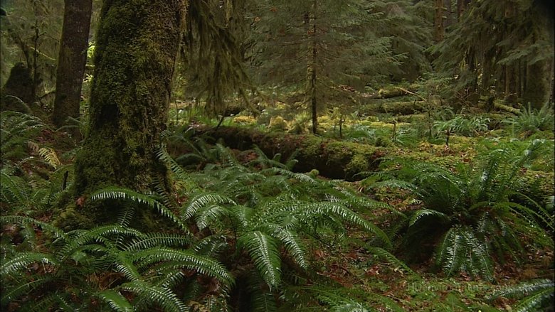 Living Landscapes: Earthscapes - Olympic Rainforest movie poster