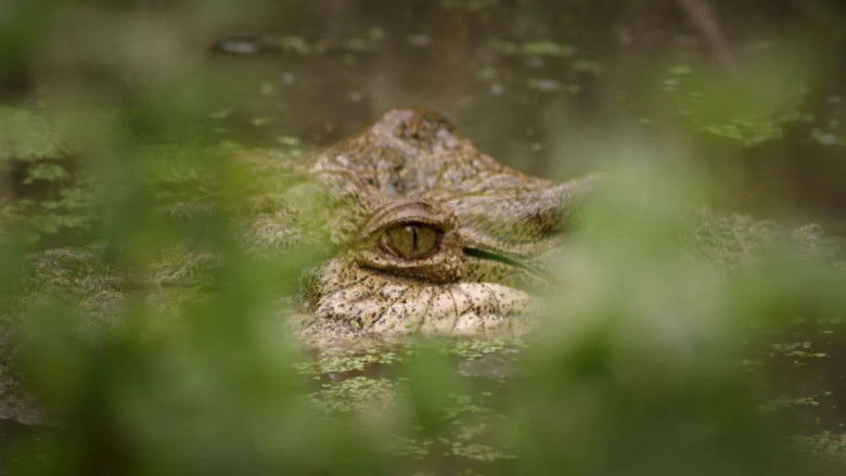 Still image for Decoding Danger season 1 episode 1: Predators Still image for Decoding Danger season 1 episode 1: Predators