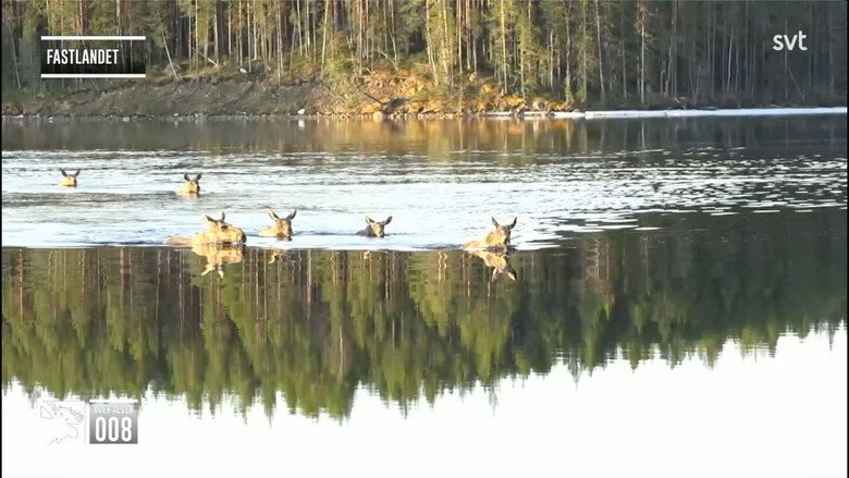 Sweden: Moose as TV Stars