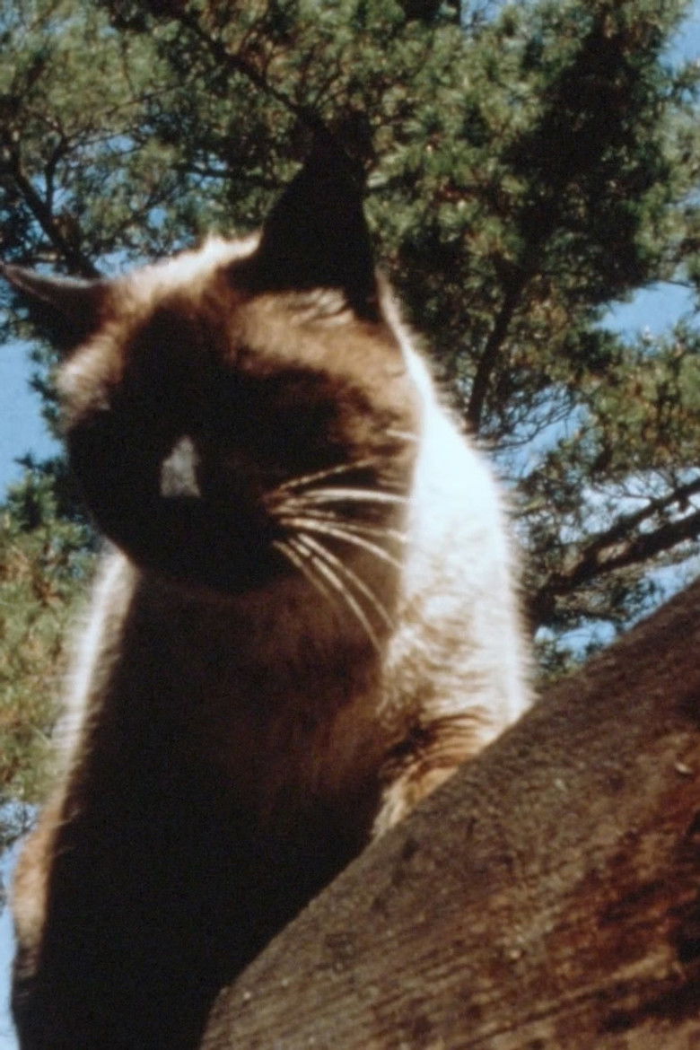 Imatge de Arbor Vitae