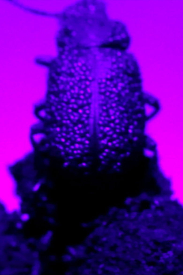 Imatge de Extra Life (and Decay)