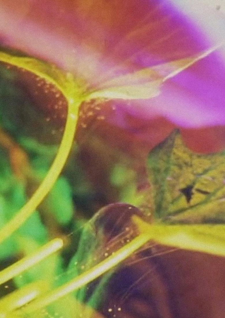 Imatge de Donkey Riding