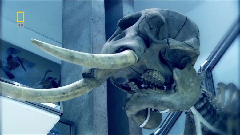 Still image for National Geographic Evolutions season 1 episode 3: Bear Necessities Still image for National Geographic Evolutions season 1 episode 3: Bear Necessities