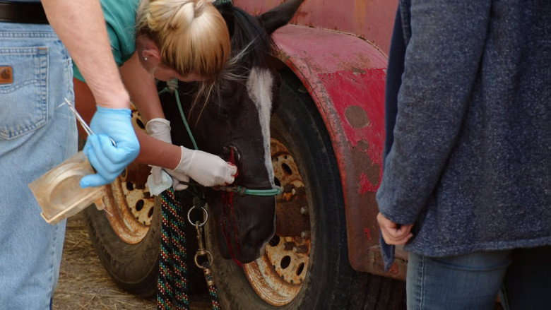 Still from Der unglaubliche Dr. Pol - Season 24 Episode 1