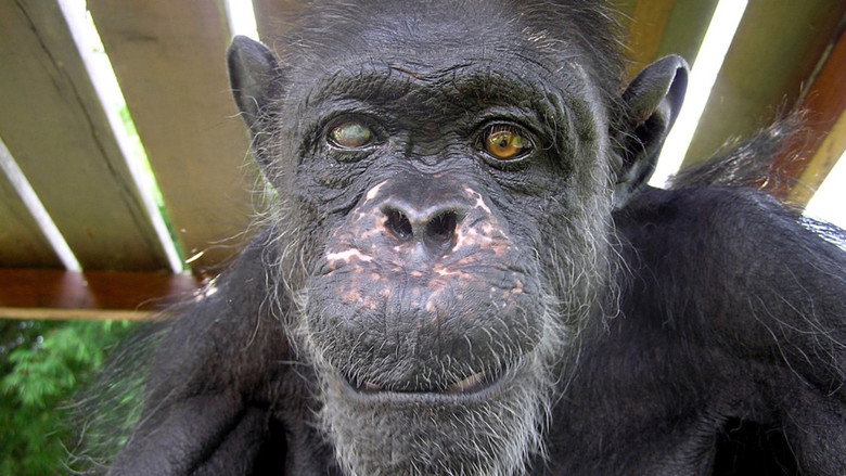 Imatge de Schimpansen im Kongo mit Jane Goodall
