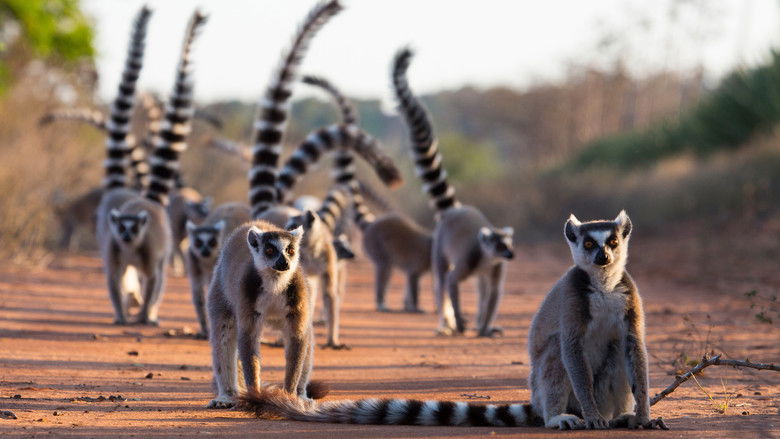 Gangs+of+Lemur+Island