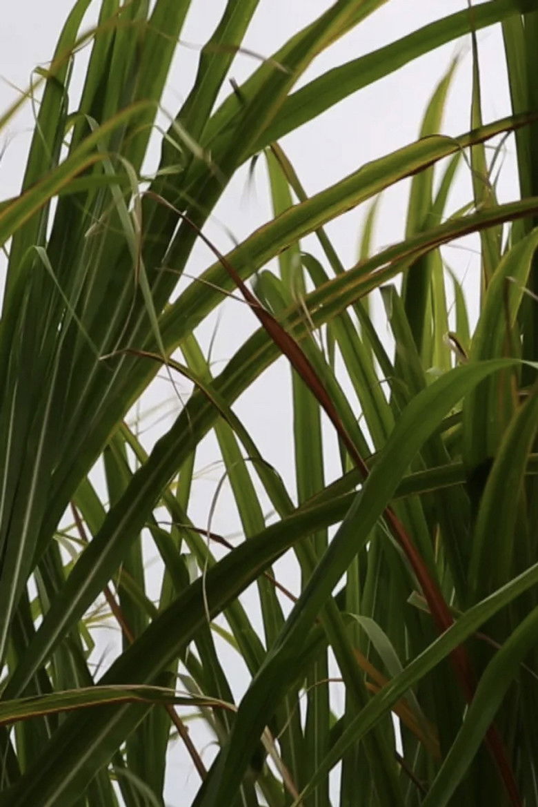 Imatge de There’s a Hole in the Sky Part I