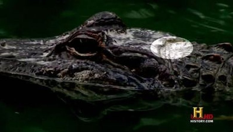 Still image for Swamp People season 1 episode 4: Cannibal Gator