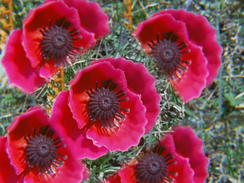 Still image for The Extraordinary Hero Lion-Maru season 1 episode 6: Episode 6 Still image for The Extraordinary Hero Lion-Maru season 1 episode 6: Episode 6