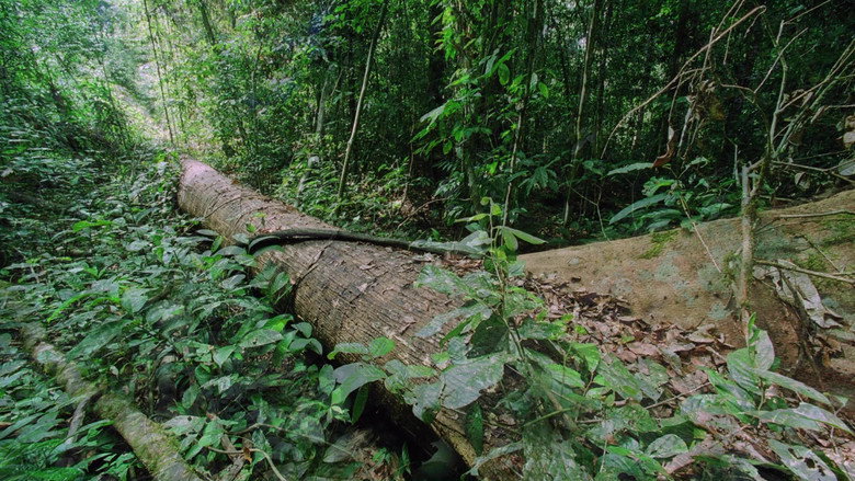 Still from Planet Earth - Season 1 Episode 8