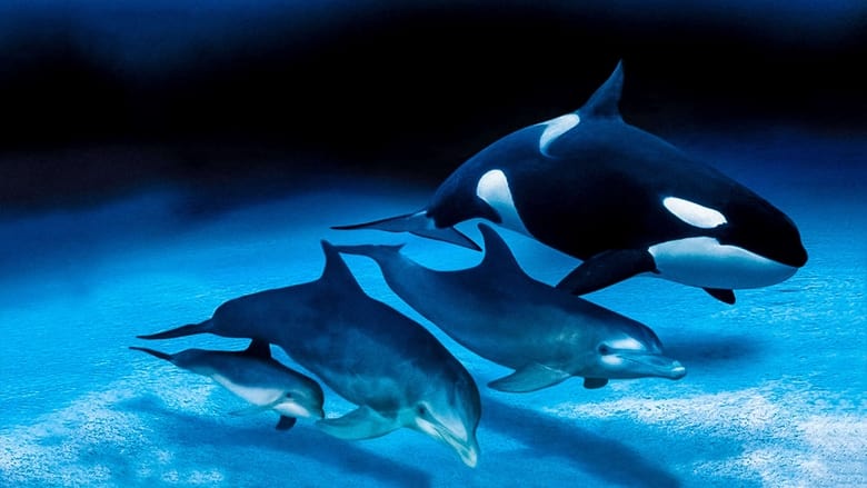 IMAX Dolphins and Whales: Tribes of the Ocean main backdrop