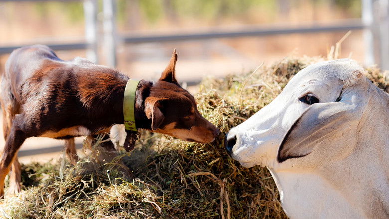 Still image for Muster Dogs: Where Are They Now season 1 episode 4: Episode 4 Still image for Muster Dogs: Where Are They Now season 1 episode 4: Episode 4